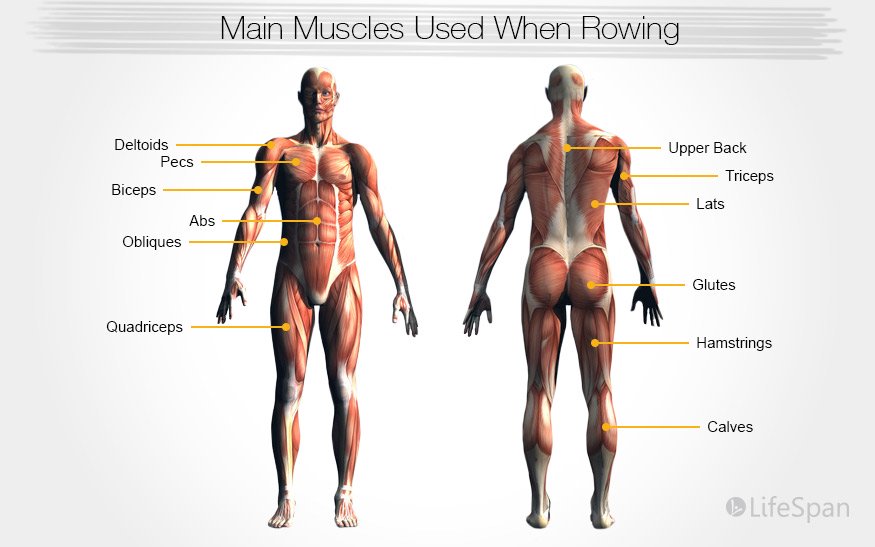 muscles-used-rowing-graphic