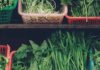 ONNIT Earth Grown Nutrients Review
