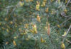 Pine Pollen and Its Health Benefits