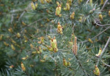 Pine Pollen and Its Health Benefits