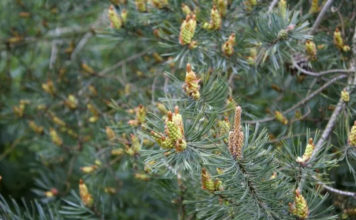 Pine Pollen and Its Health Benefits