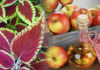 Forskolin and Apple Cider Vinegar Diet