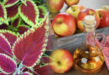 Forskolin and Apple Cider Vinegar Diet