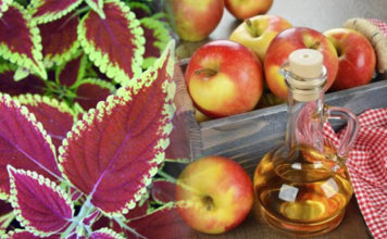 Forskolin and Apple Cider Vinegar Diet