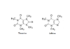 Theacrine – Is It the Right Alternative to Caffeine?