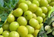 What is Garcinia Cambogia?