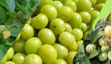What is Garcinia Cambogia?