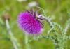 Best Milk Thistle Supplement 2020
