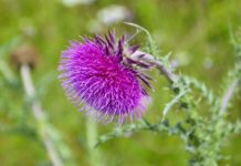 Best Milk Thistle Supplement 2020