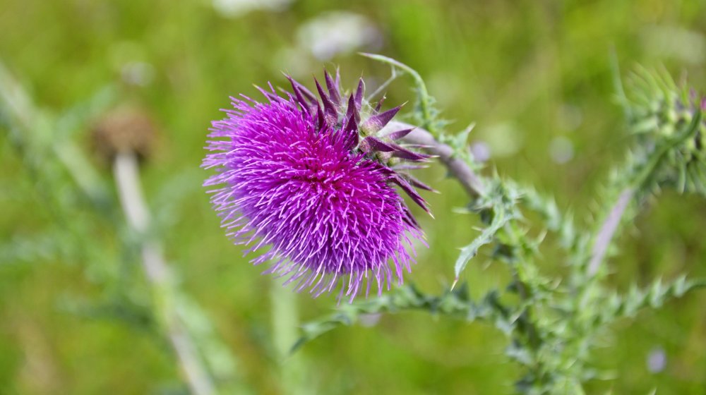 Top rated milk thistle 1
